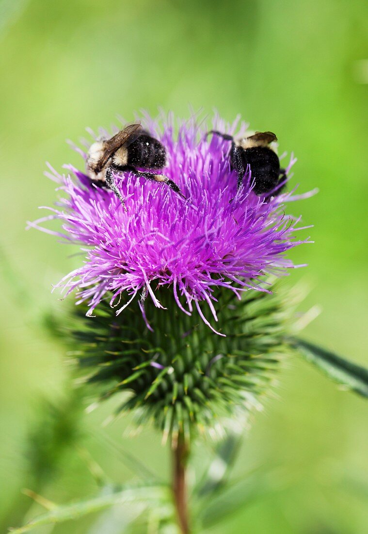 Blühende Distel mit Bienen