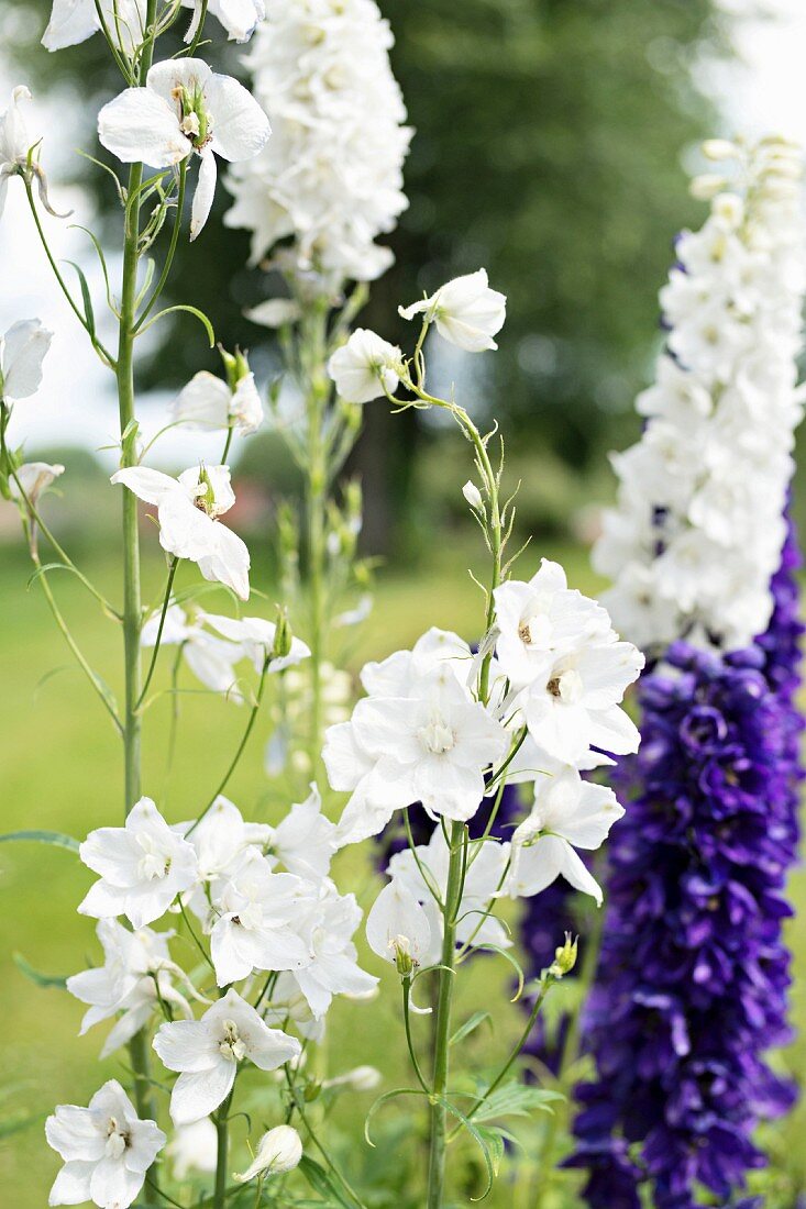 weiße und violette Blütenpracht im sommerlichen Garten