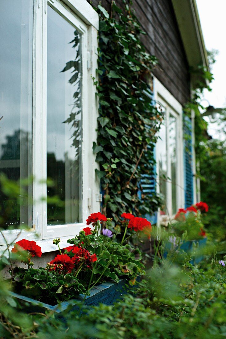 Blumenkasten mit roten Geranien vor Fenster des Sommerhauses
