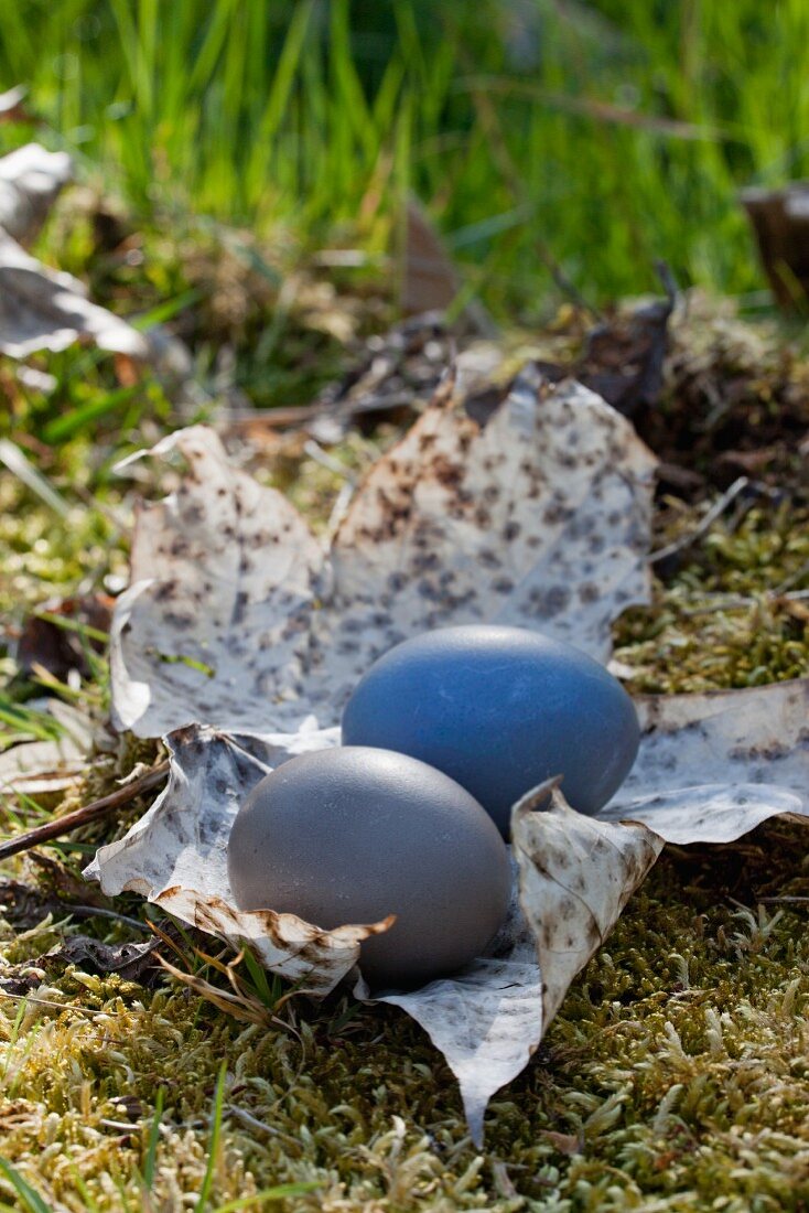 Zwei, im Sud getrockneter Heidelbeeren gefärbte Eier auf trockenem Ahornblatt