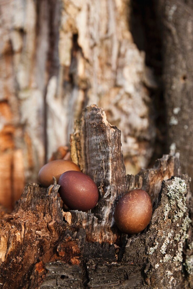 Drei, im Sud von Walnussschalen gefärbte Eier im Baumfragment
