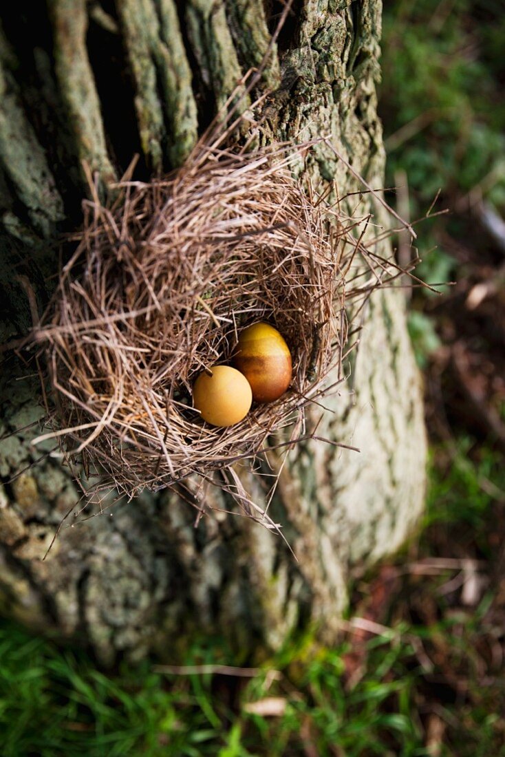Mit Anattosaat gefärbte Eier im Strohnest an altem Kirschbaum