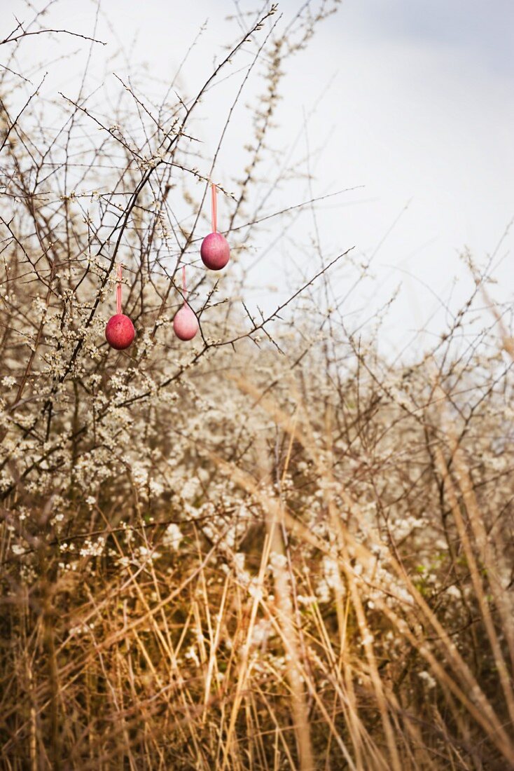 Three blown eggs dyed crimson hanging on white-flowering thorn bush