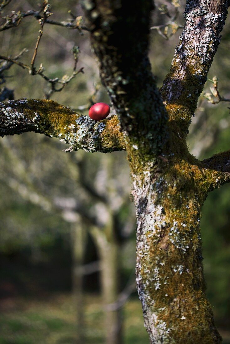 Im Rotholzsud gefärbtes Hühnerei auf dem Ast eines Apfelbaumes