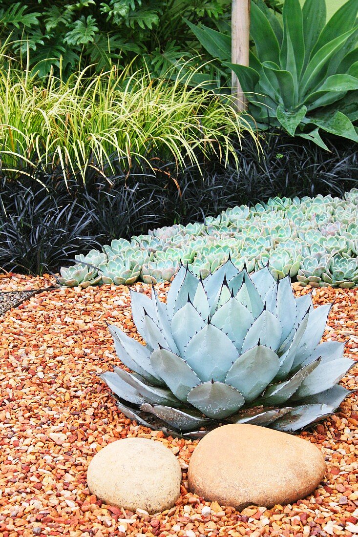 Succulents (artichoke agave and echeveria) and various ornamental grasses combined with reddish gravel and pebbles