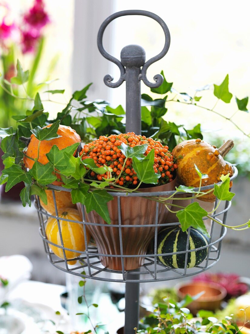 Autumnal arrangement of ornamental squash, ivy and berries on wire stand on table