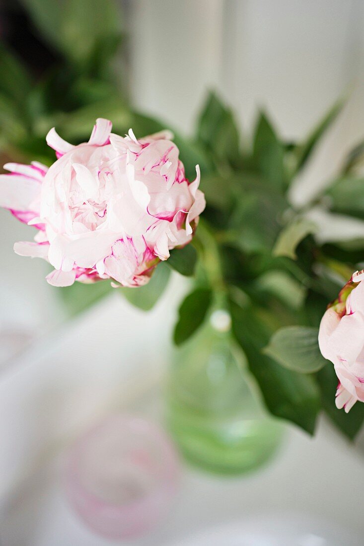 White peony flowers with magenta stripes