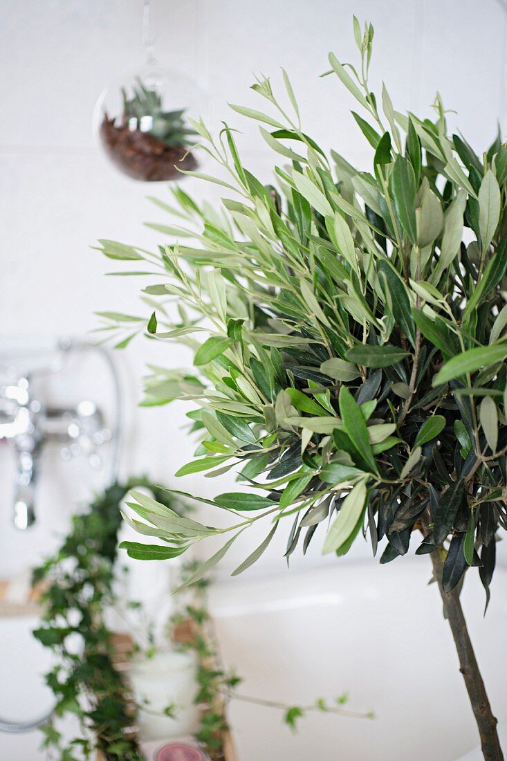 Olivenbäumchen im Badezimmer, mit Pflanzkugel und Retroarmatur im Hintergrund