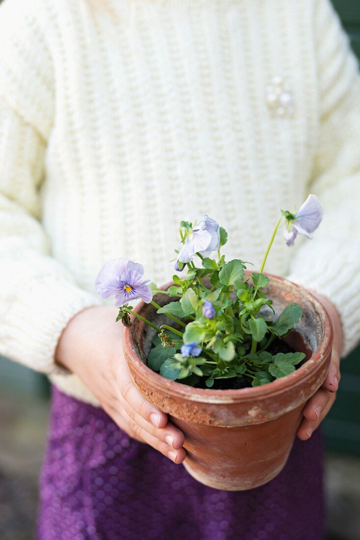 Child's hands holding potted viola