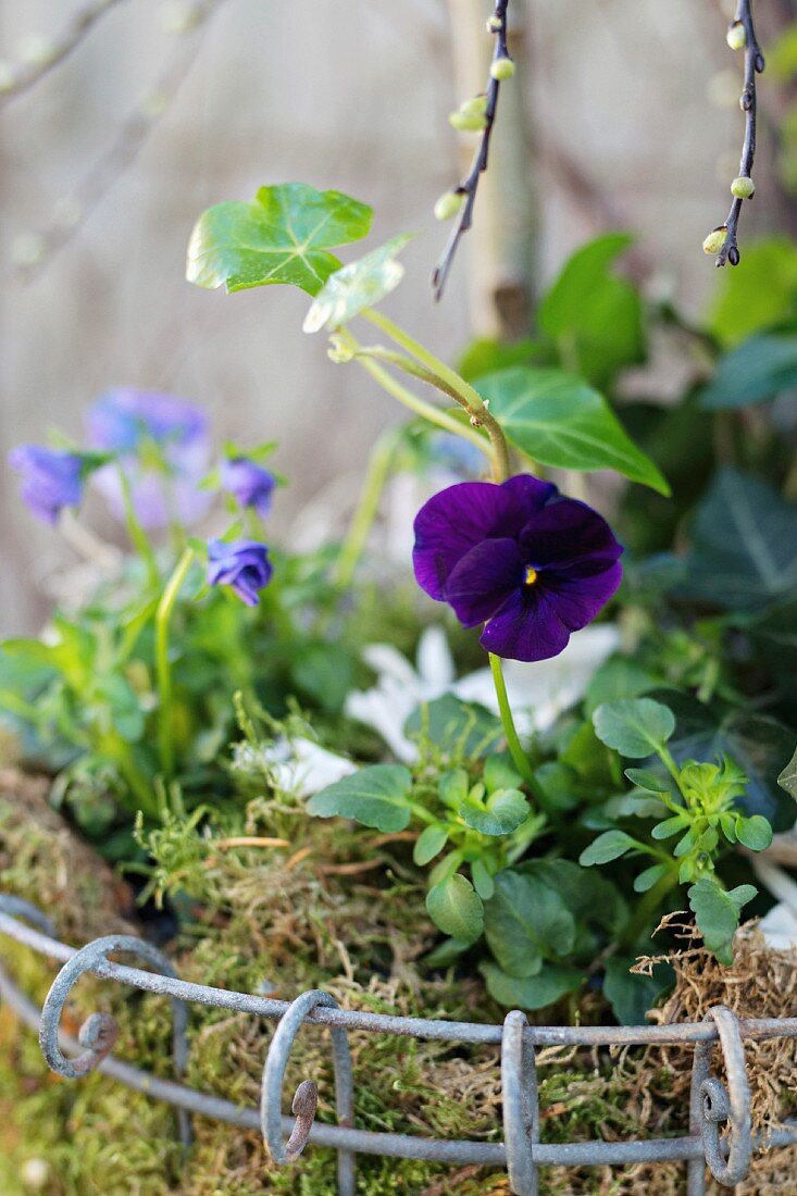 Spring-flowering plants planted in wire basket