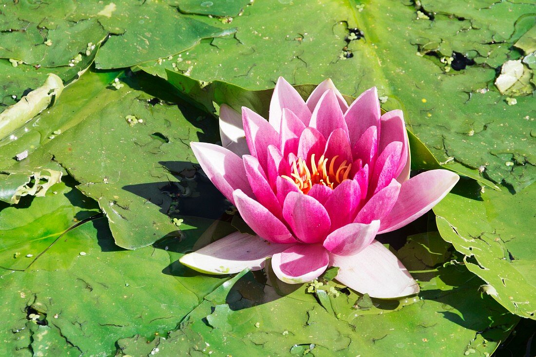 Flowering water lily, the leaves damaged by hail