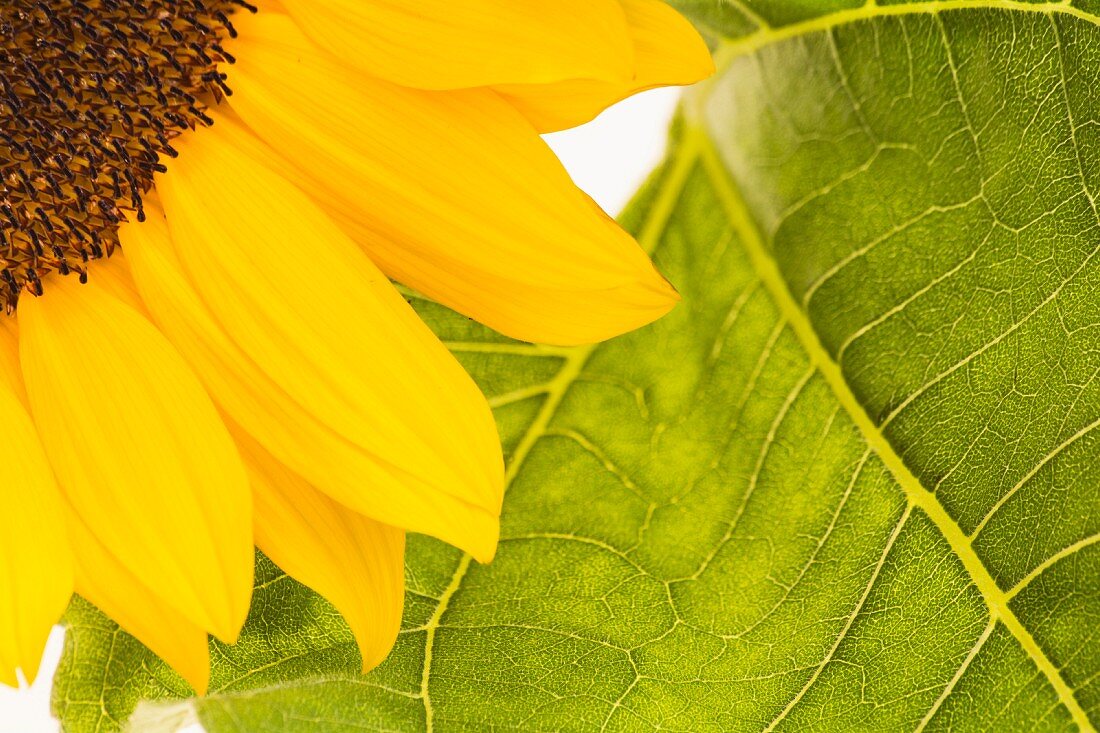 Detail of flowering sunflower and leaf