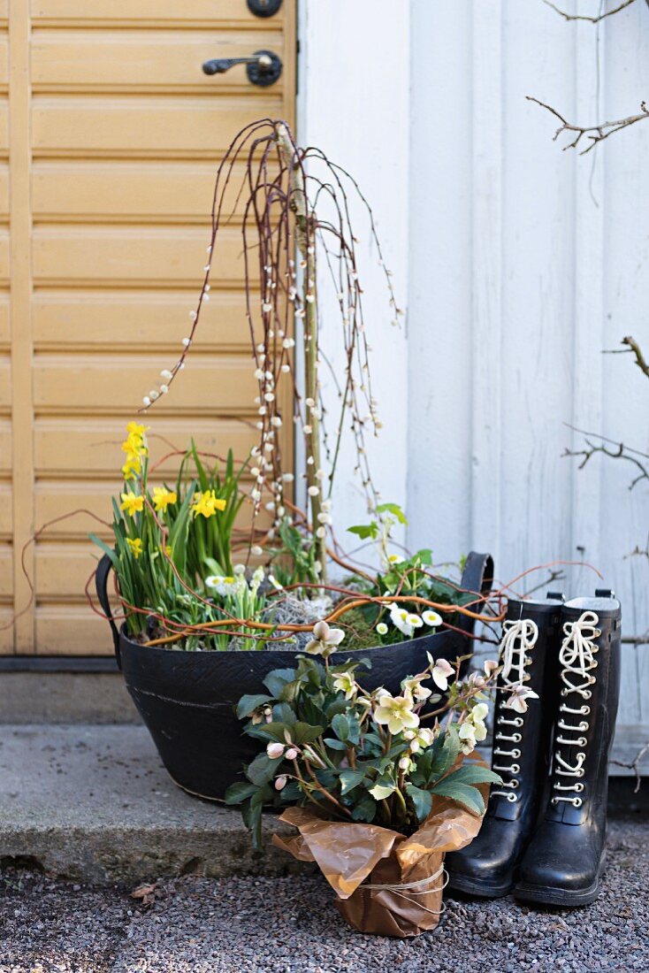 Spring arrangement of pussy willow and narcissus in planter with handles, hellebore wrapped in paper and pair of wellingtons