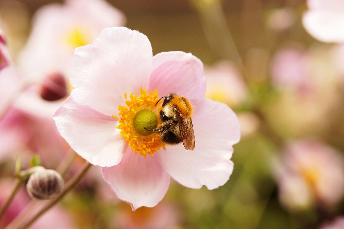 Bumblebee on pink anemones