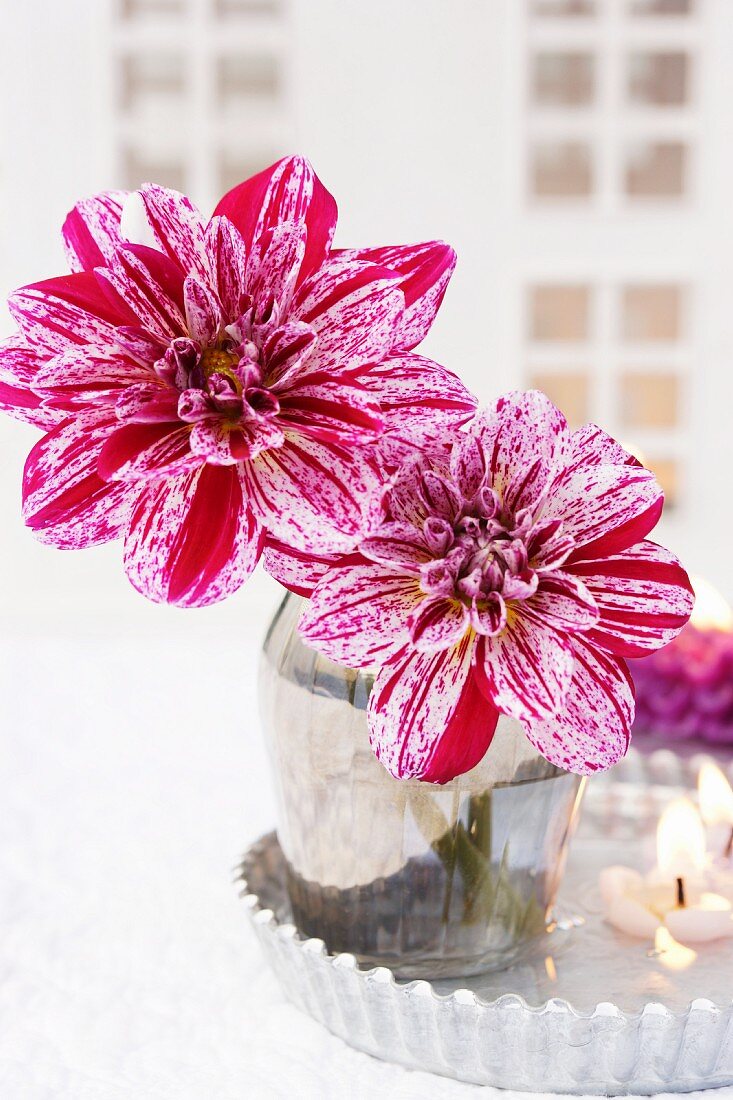 Two red and white dahlias in glass vase