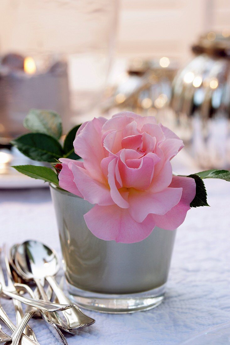 Rosafarbene Rosenblüte in Glasgefäss als Tischdeko