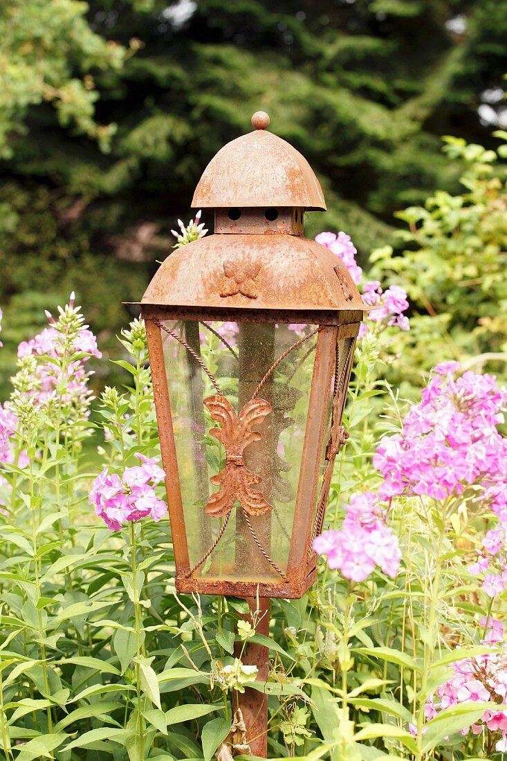 Rusty garden lantern amongst flowering phlox