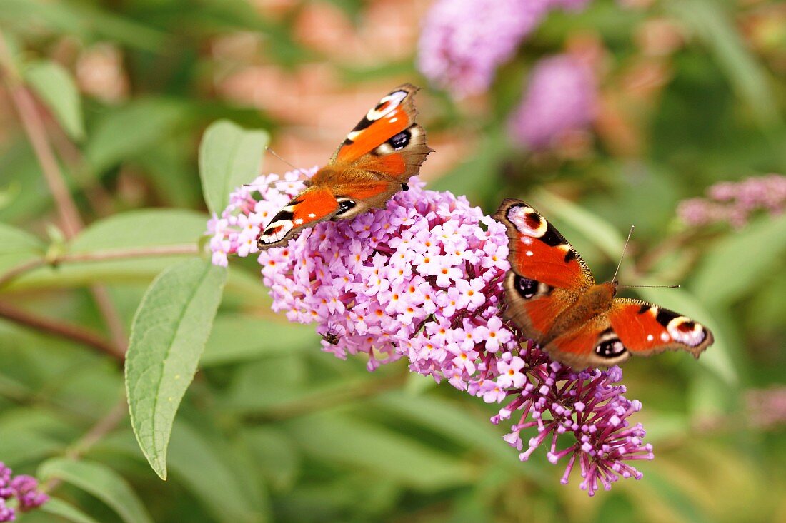 Zwei Schmetterlinge auf Blüten des Sommerflieders