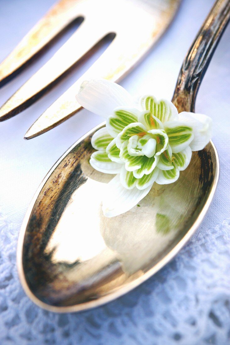 Double snowdrop flower on silver spoon