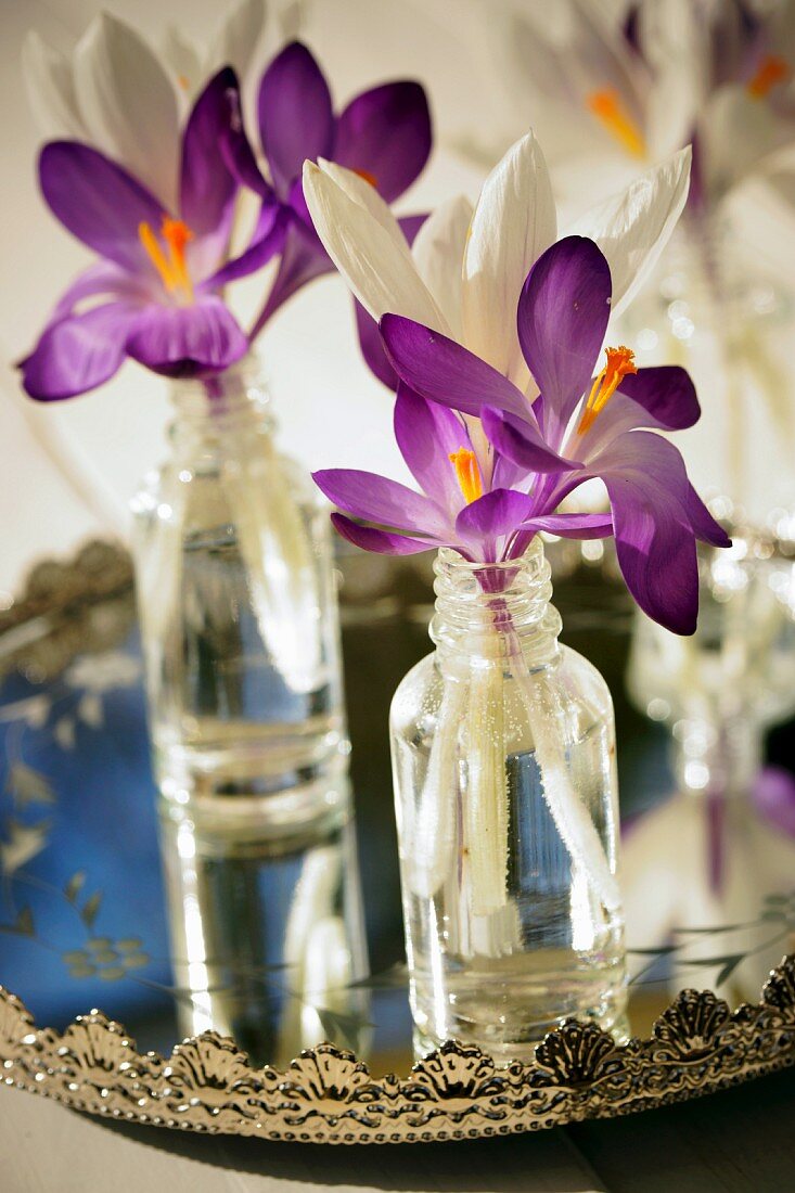 Perfume bottles used as miniature vases for crocuses