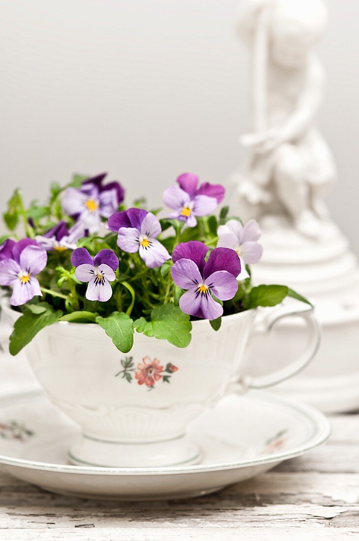Purple violas planted in vintage collectors' teacup
