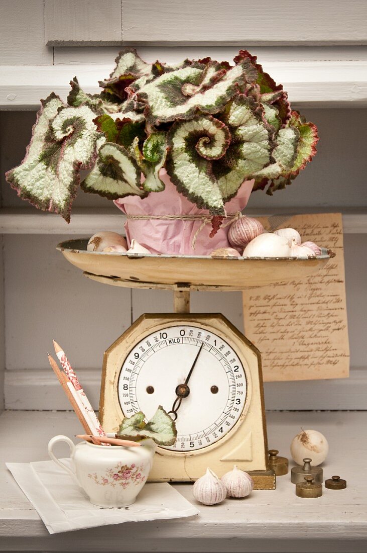 Begonia 'Rex Princess' im Topf mit rosa Papier eingewickelt, auf Vintage Küchenwaage