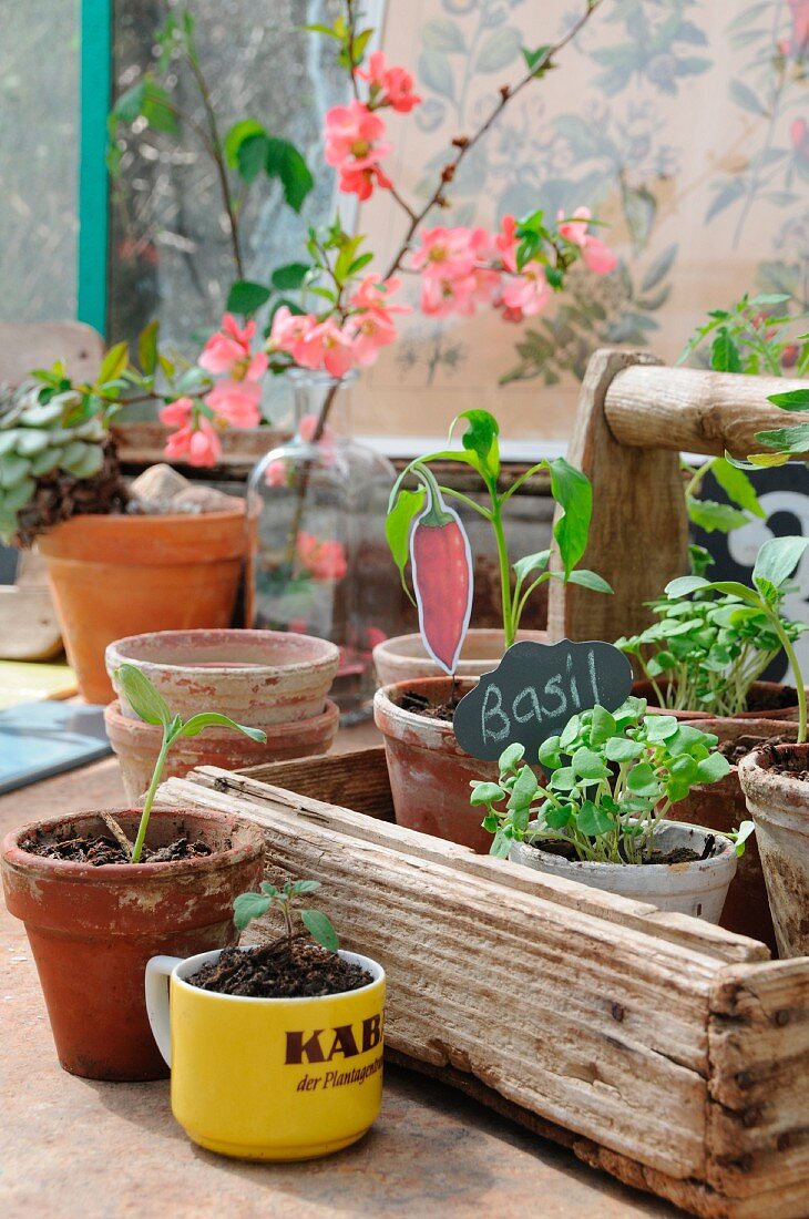 Home-grown seedlings in terracotta pots and coffee mug in and in front of rustic wooden trug
