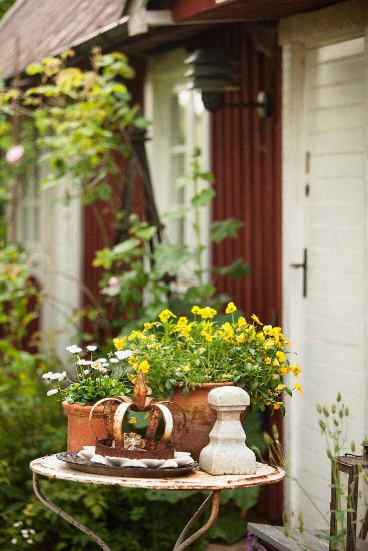 Daisies and yellow violas in terracotta pots on vintage garden table in front of simple wooden house