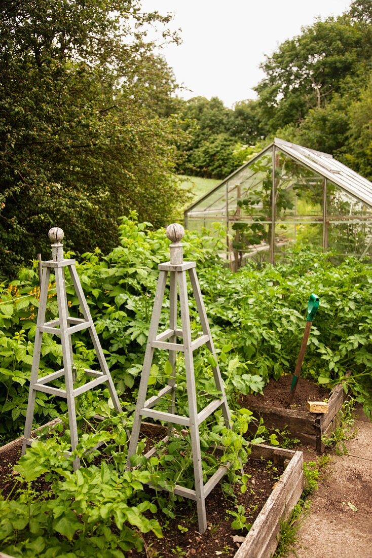 Wooden obelisks in raised beds in garden in front of greenhouse