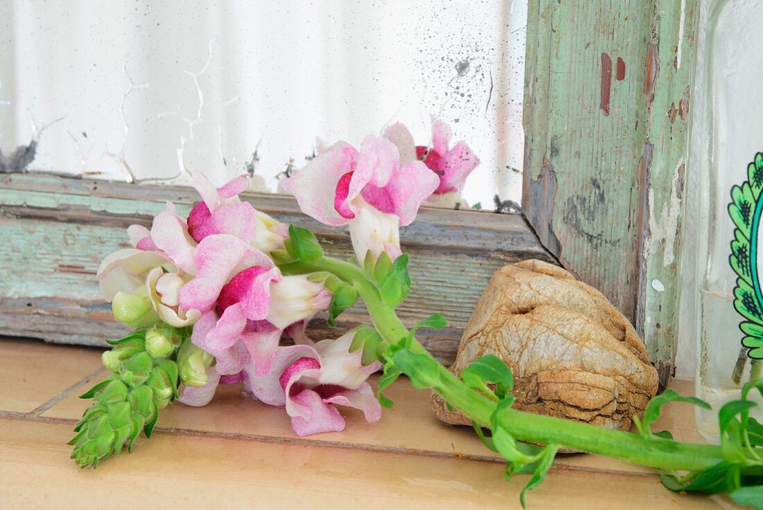 Pink snapdragon (Antirrhinum) in front of old patinated mirror