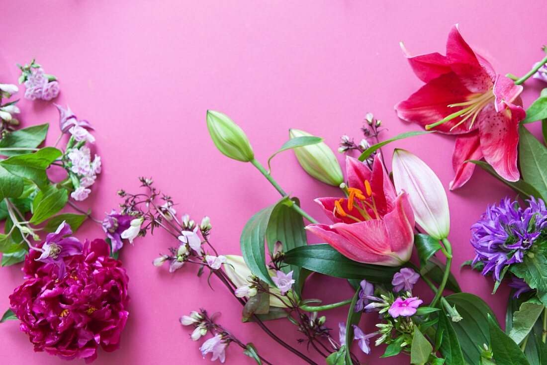 Verschiedene Blumen - Lilien, Knäuelglockenblumen, Pfingstrose, Phlox - auf pinkfarbenem Untergrund