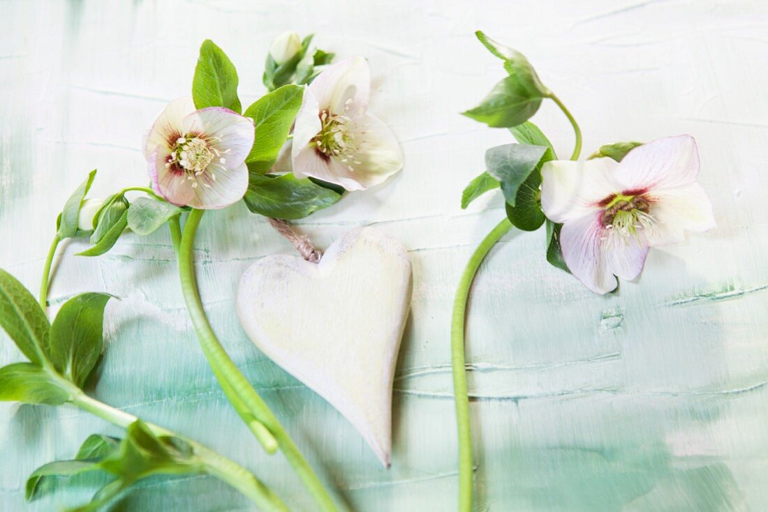 White love-heart pendant between hellebore flowers