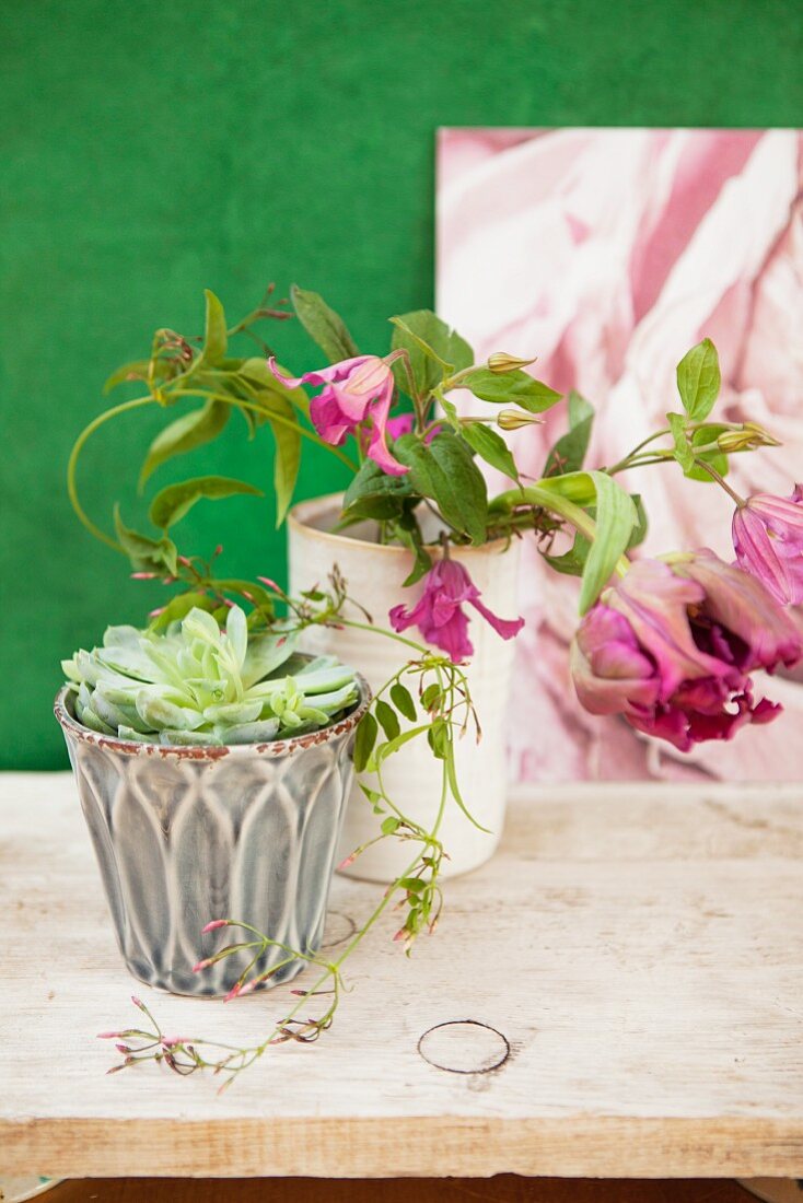 Succulent in vintage ceramic pot and purple clematis in pale vase on rustic wooden board
