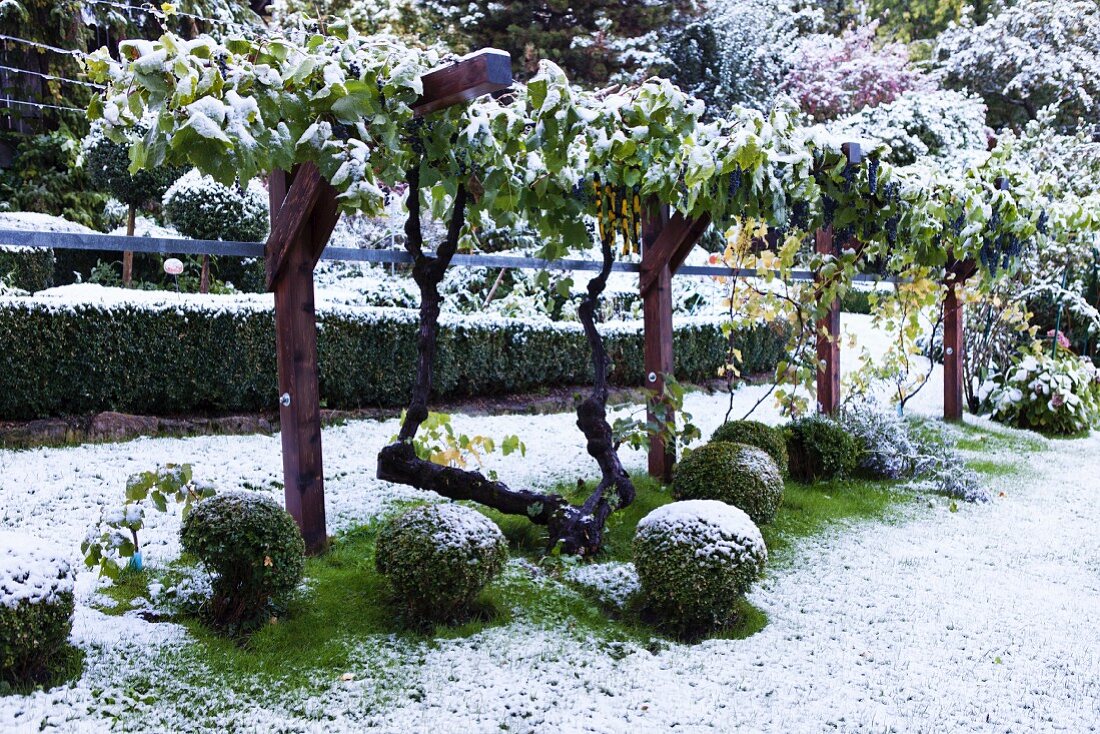 Garden landscape dusted with snow; box balls below climber-covered trellis