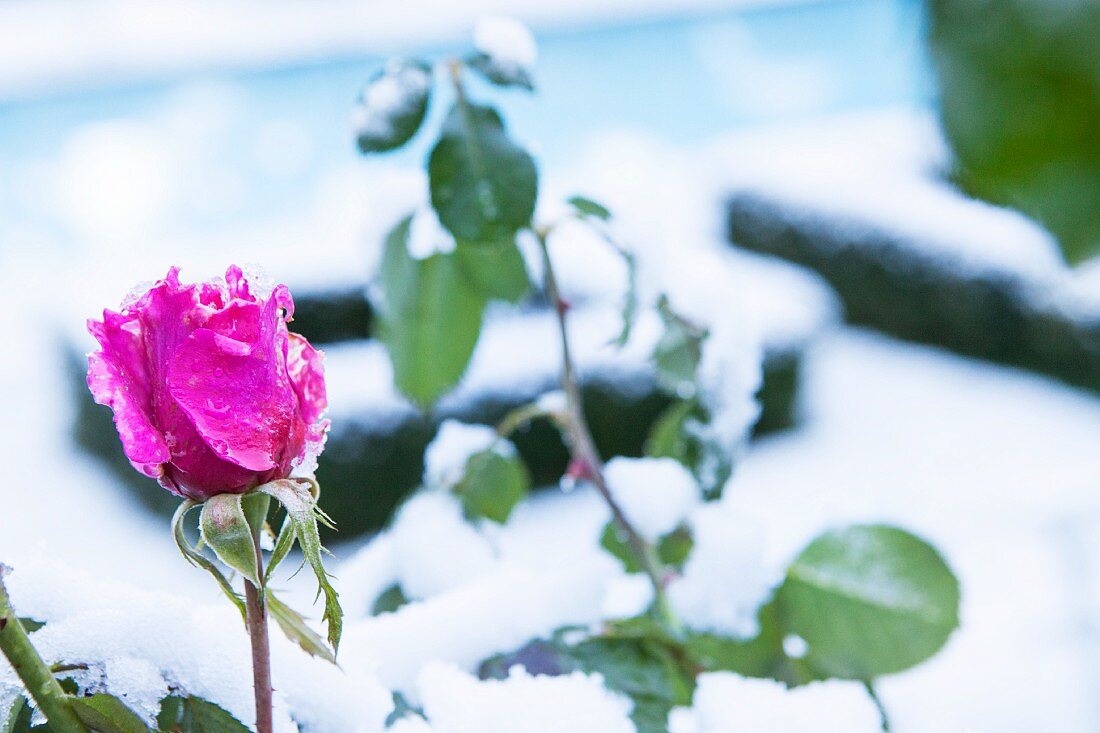 Eisspuren auf magentafarbener Rosenblüte und verschneite Buchsbaumhecken unscharf im Hintergrund