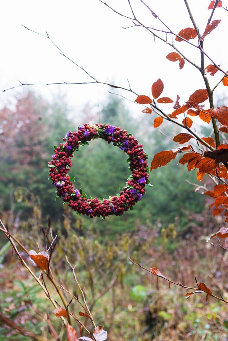 Wreath of red berries and violet sea lavender flowers hanging from autumnal birch branch