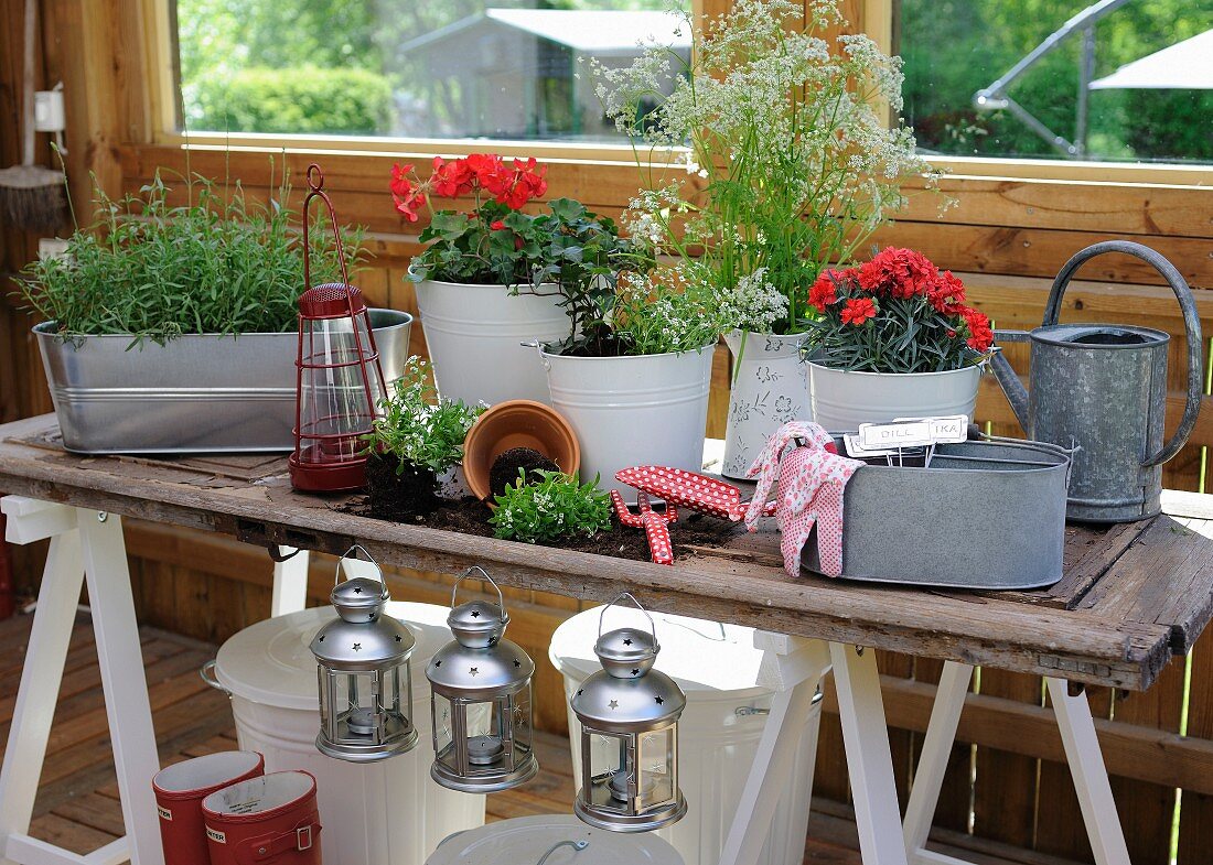 Many planters on rustic table with retro lanterns hanging along edge