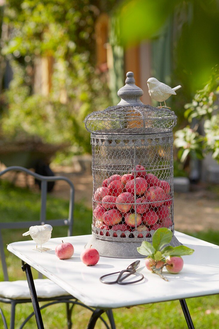Freshly picked apples in a decorative bird cage on a bistro table in a garden