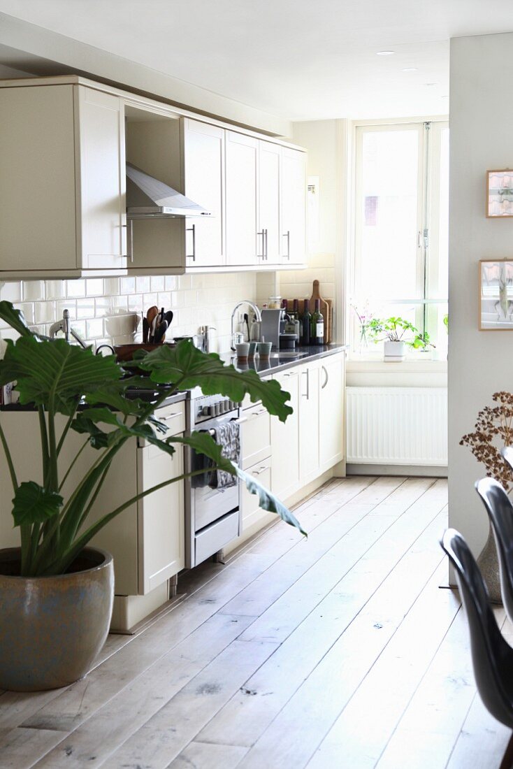 Large house plant next to kitchen counter in open-plan kitchen