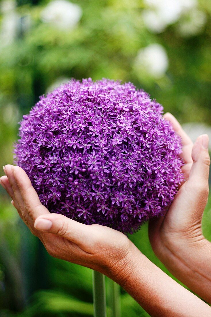 Hands cupping large purple allium flower