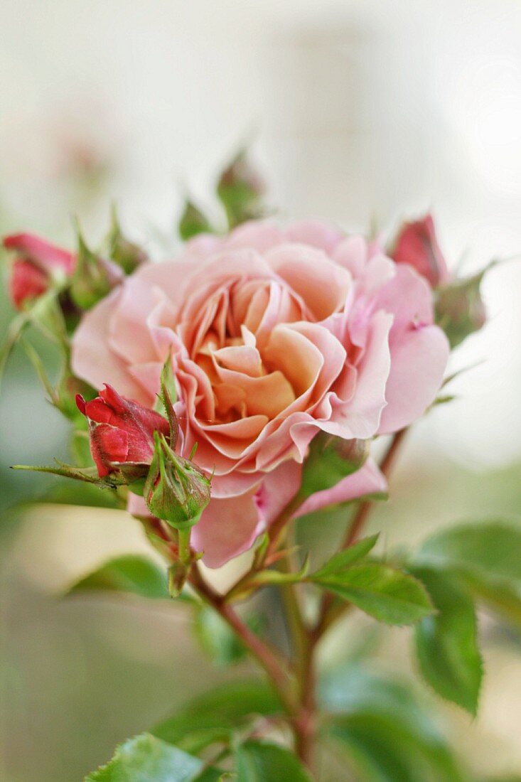 Pink floribunda rose of the variety 'Marie Curie'