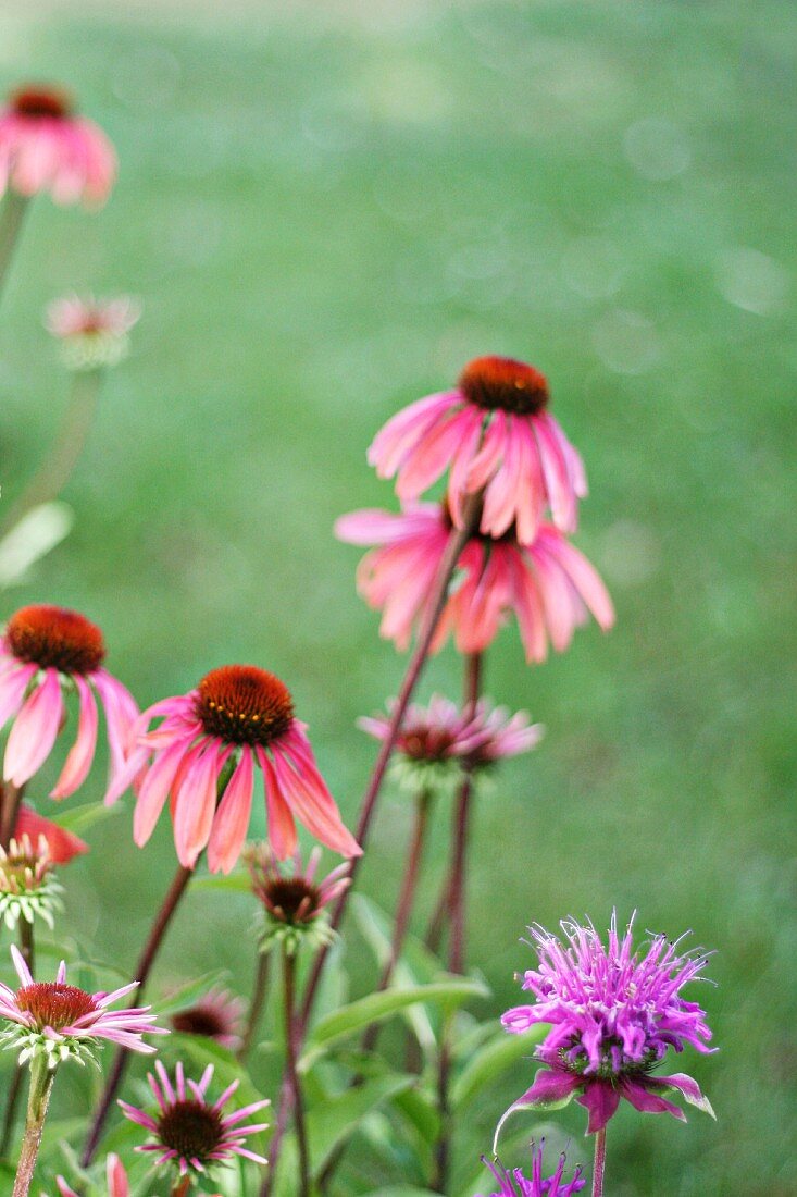 Echinacea-Blüten