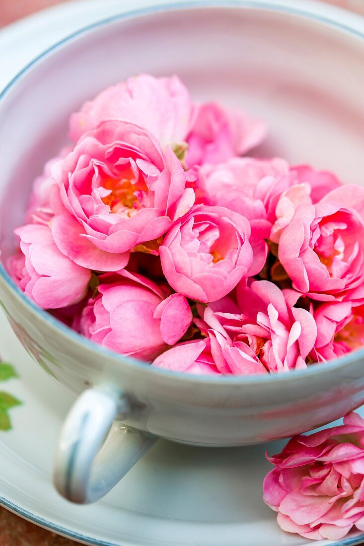 Viele kleine rosa Rosen in einer Teetasse