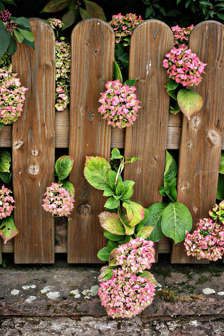 Hydrangea behind garden fence