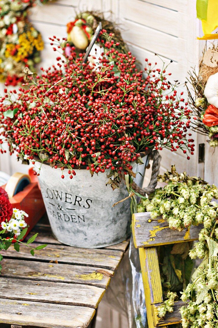 Vintage-Zinkeimer mit roten Herbstbeeren davor Hopfen
