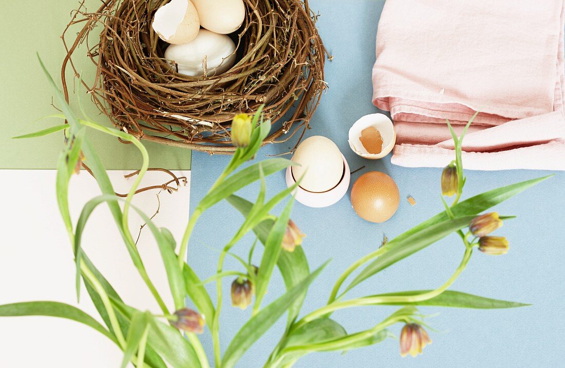 Eggs, eggshells and next on pastel surface below stems of wild tulips