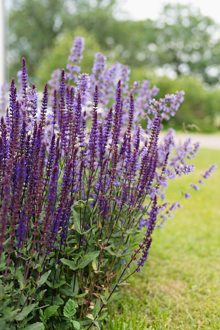Purple-flowering salvia