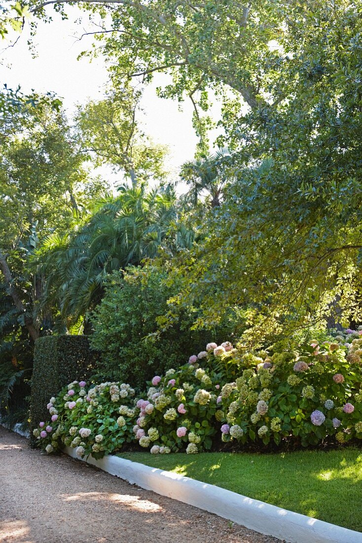 Hortensienbüsche neben Kiesweg in sommerlichem Garten