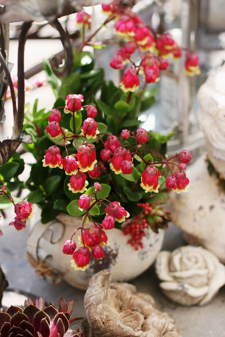 Kalanchoe with red flowers in stone pot