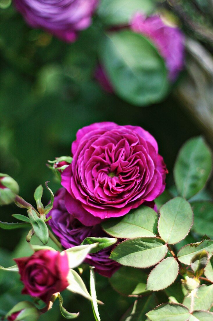 Purple-flowering remontant rose